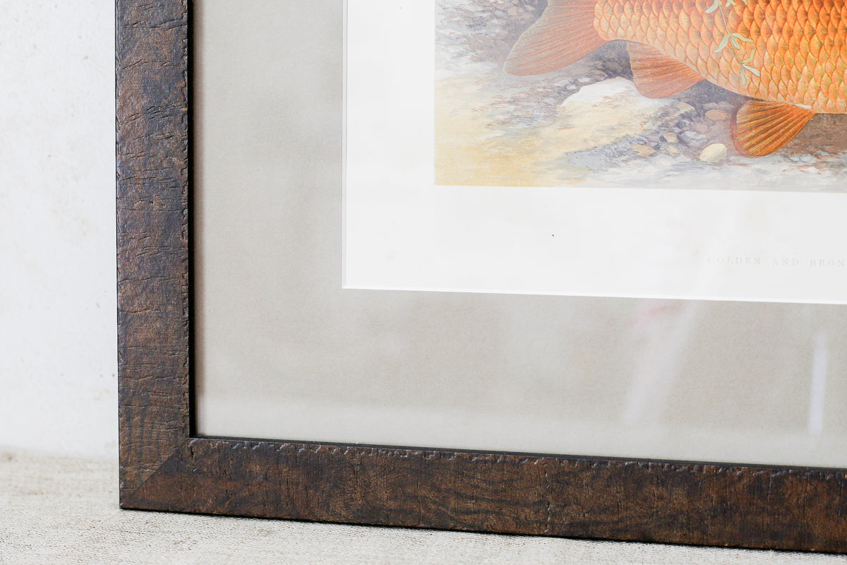 Antique Sporting Fish Bookplates (c1880) in Custom Rustic Wood Frames and Sage Green Mats