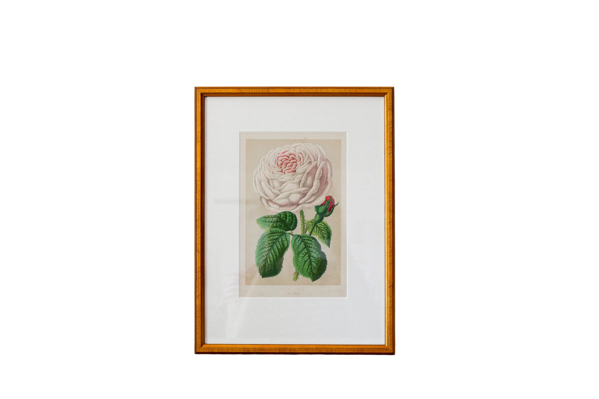 A framed botanical art print of a pink rose with green leaves, set in a gold frame and leaning against a textured, distressed white plaster wall.