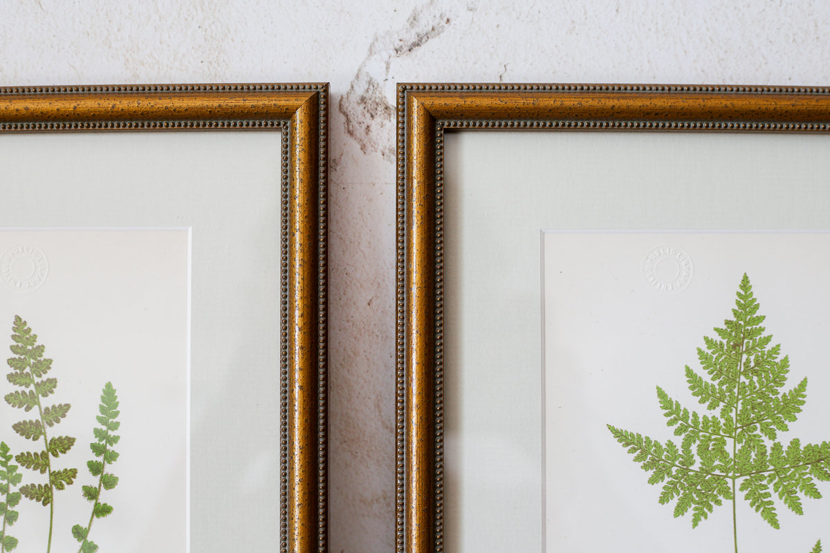 Antique Fern Bookplates (c1860) in Custom Beaded Gold Frames and Celery Green Mat