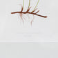 Antique Fern Bookplates (c1860) in Custom Beaded Gold Frames and Celery Green Mat