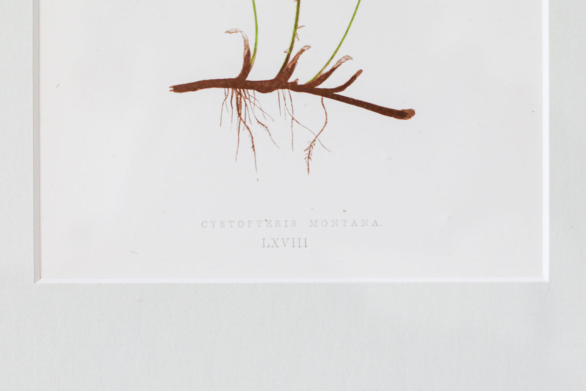 Antique Fern Bookplates (c1860) in Custom Beaded Gold Frames and Celery Green Mat