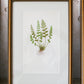 Antique Fern Bookplates (c1860) in Custom Beaded Gold Frames and Celery Green Mat