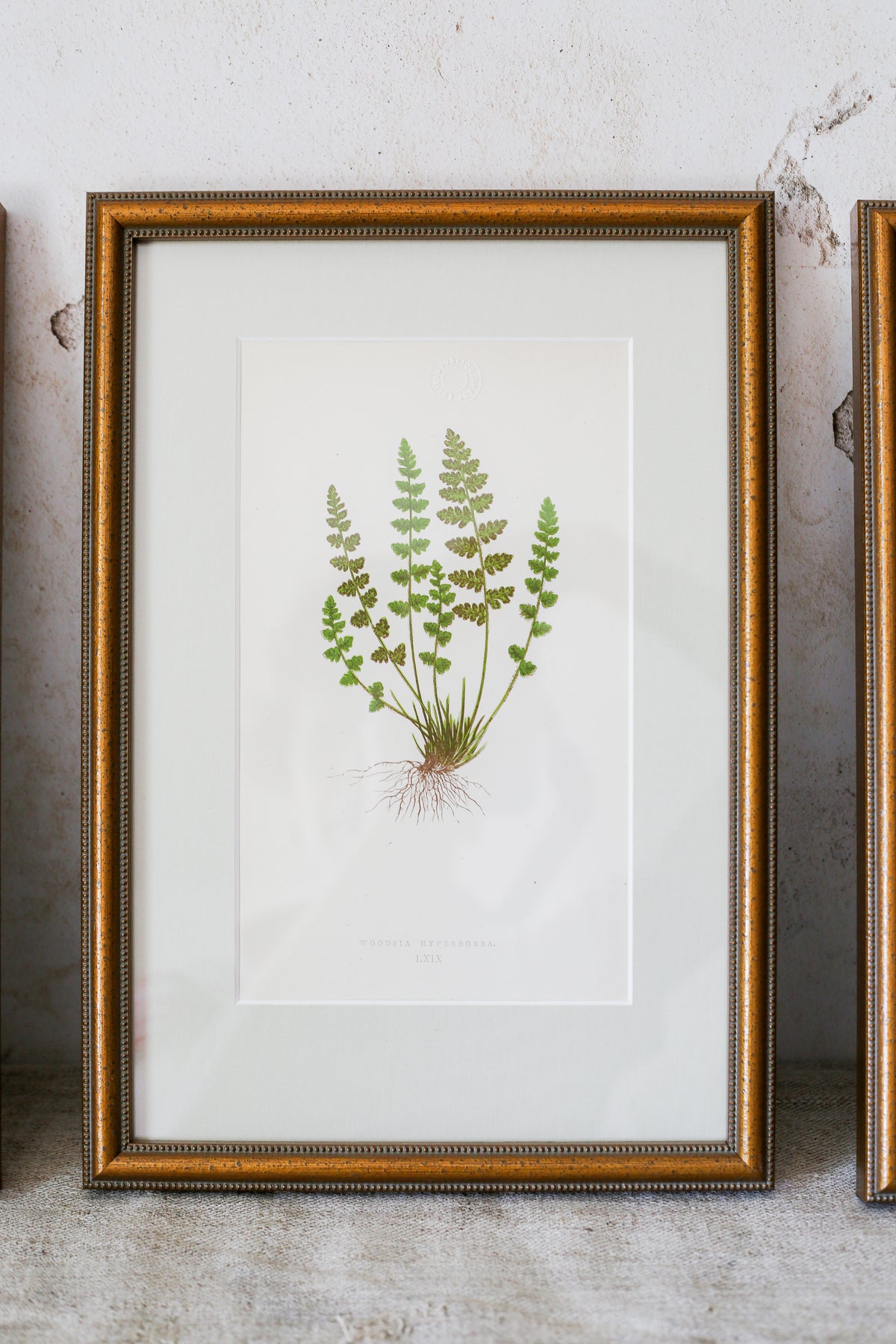 Antique Fern Bookplates (c1860) in Custom Beaded Gold Frames and Celery Green Mat