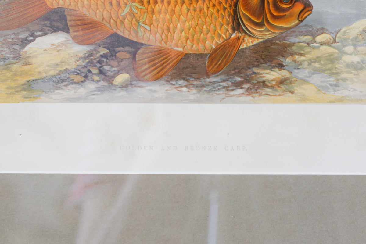 Antique Sporting Fish Bookplates (c1880) in Custom Rustic Wood Frames and Sage Green Mats