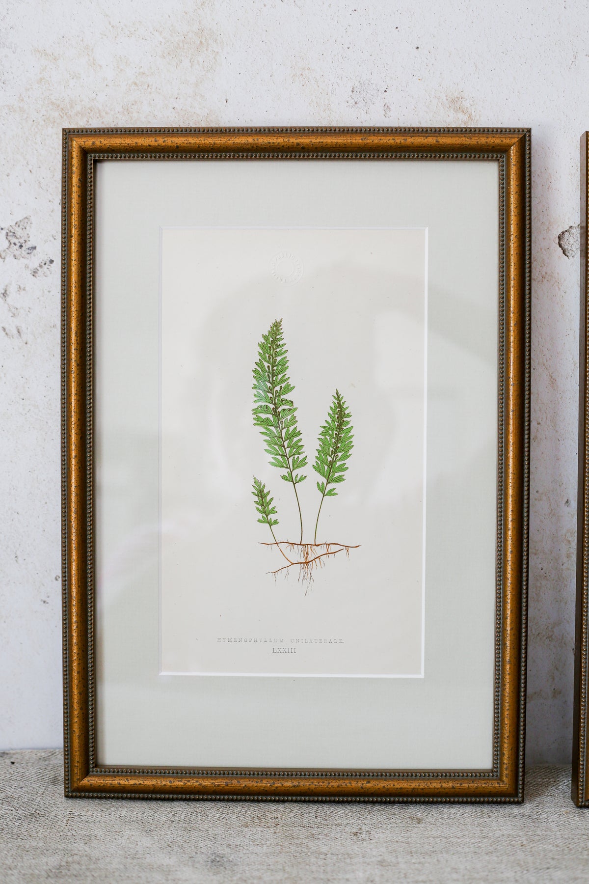 Antique Fern Bookplates (c1860) in Custom Beaded Gold Frames and Celery Green Mat