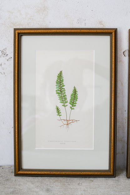 Antique Fern Bookplates (c1860) in Custom Beaded Gold Frames and Celery Green Mat