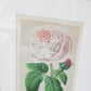 Antique English Pink Cabbage Rose Chromolithograph (c. 1868) in Custom Brushed Gold Frame