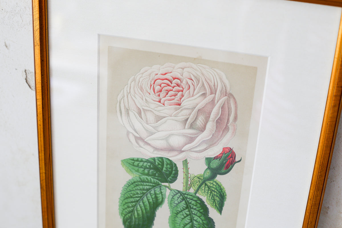Antique English Pink Cabbage Rose Chromolithograph (c. 1868) in Custom Brushed Gold Frame