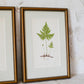 Antique Fern Bookplates (c1860) in Custom Beaded Gold Frames and Celery Green Mat