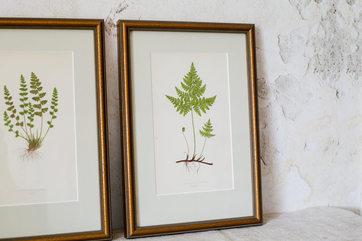 Antique Fern Bookplates (c1860) in Custom Beaded Gold Frames and Celery Green Mat