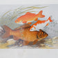 Antique Sporting Fish Bookplates (c1880) in Custom Rustic Wood Frames and Sage Green Mats