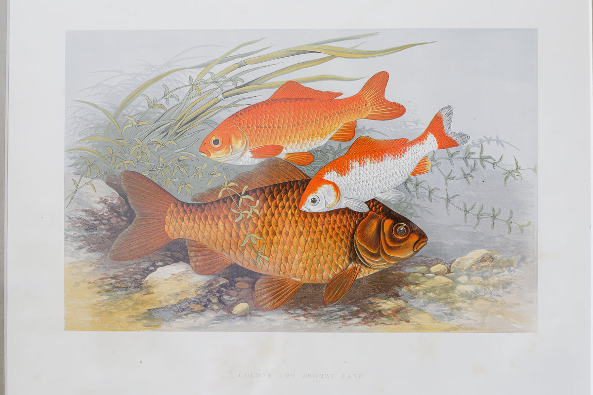 Antique Sporting Fish Bookplates (c1880) in Custom Rustic Wood Frames and Sage Green Mats