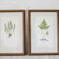 Antique Fern Bookplates (c1860) in Custom Beaded Gold Frames and Celery Green Mat