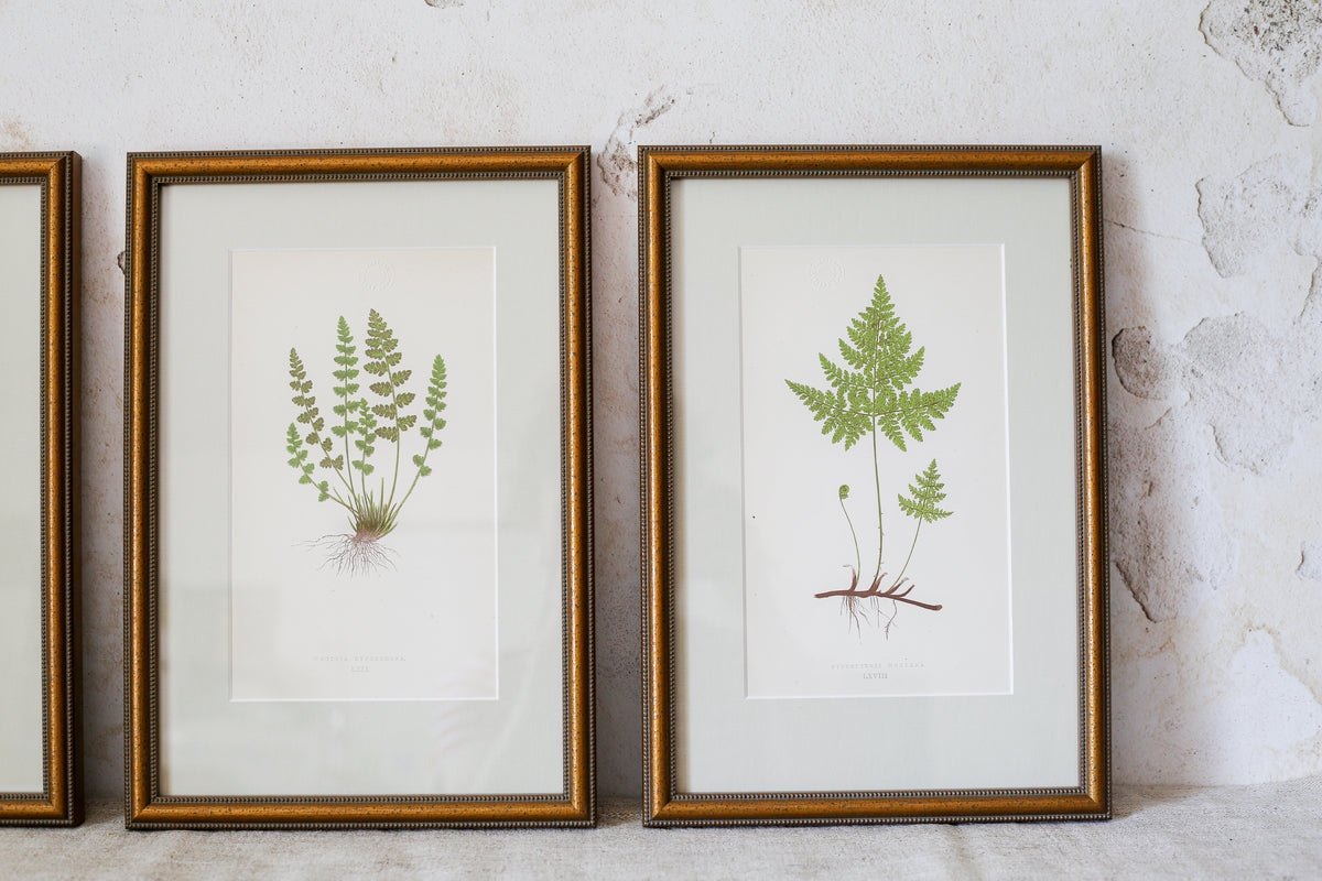 Antique Fern Bookplates (c1860) in Custom Beaded Gold Frames and Celery Green Mat