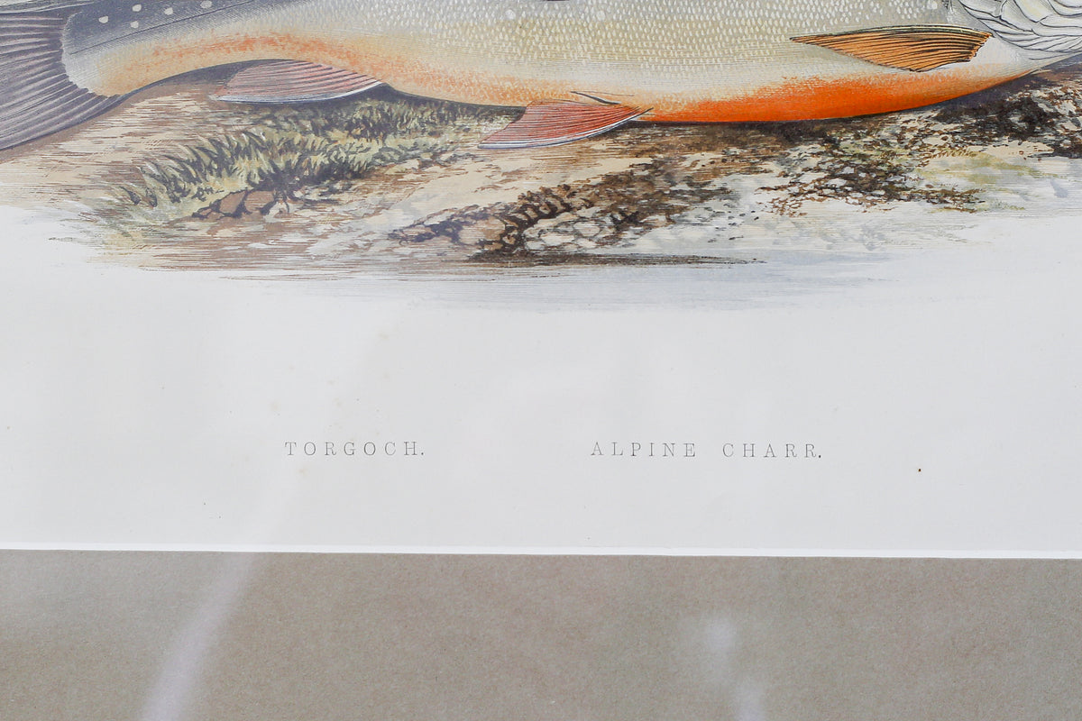 Antique Sporting Fish Bookplates (c1880) in Custom Rustic Wood Frames and Sage Green Mats