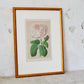 Antique English Pink Cabbage Rose Chromolithograph (c. 1868) in Custom Brushed Gold Frame