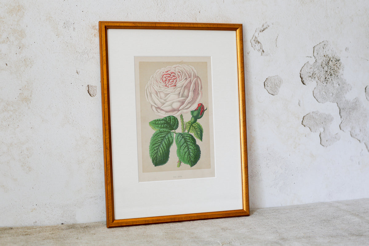 Antique English Pink Cabbage Rose Chromolithograph (c. 1868) in Custom Brushed Gold Frame