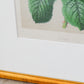Antique English Pink Cabbage Rose Chromolithograph (c. 1868) in Custom Brushed Gold Frame