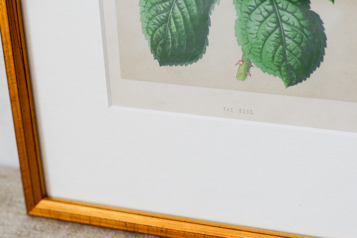Antique English Pink Cabbage Rose Chromolithograph (c. 1868) in Custom Brushed Gold Frame