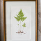 Antique Fern Bookplates (c1860) in Custom Beaded Gold Frames and Celery Green Mat