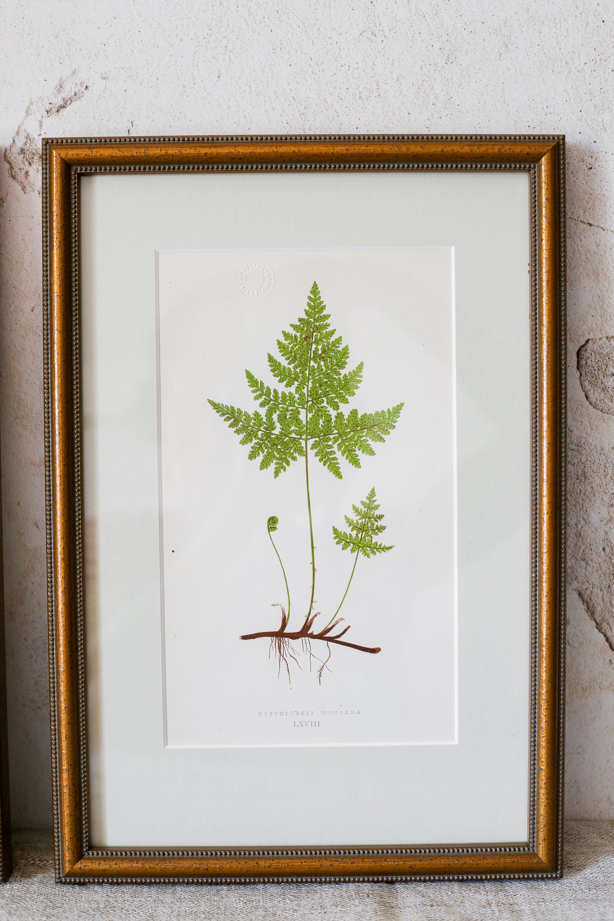 Antique Fern Bookplates (c1860) in Custom Beaded Gold Frames and Celery Green Mat