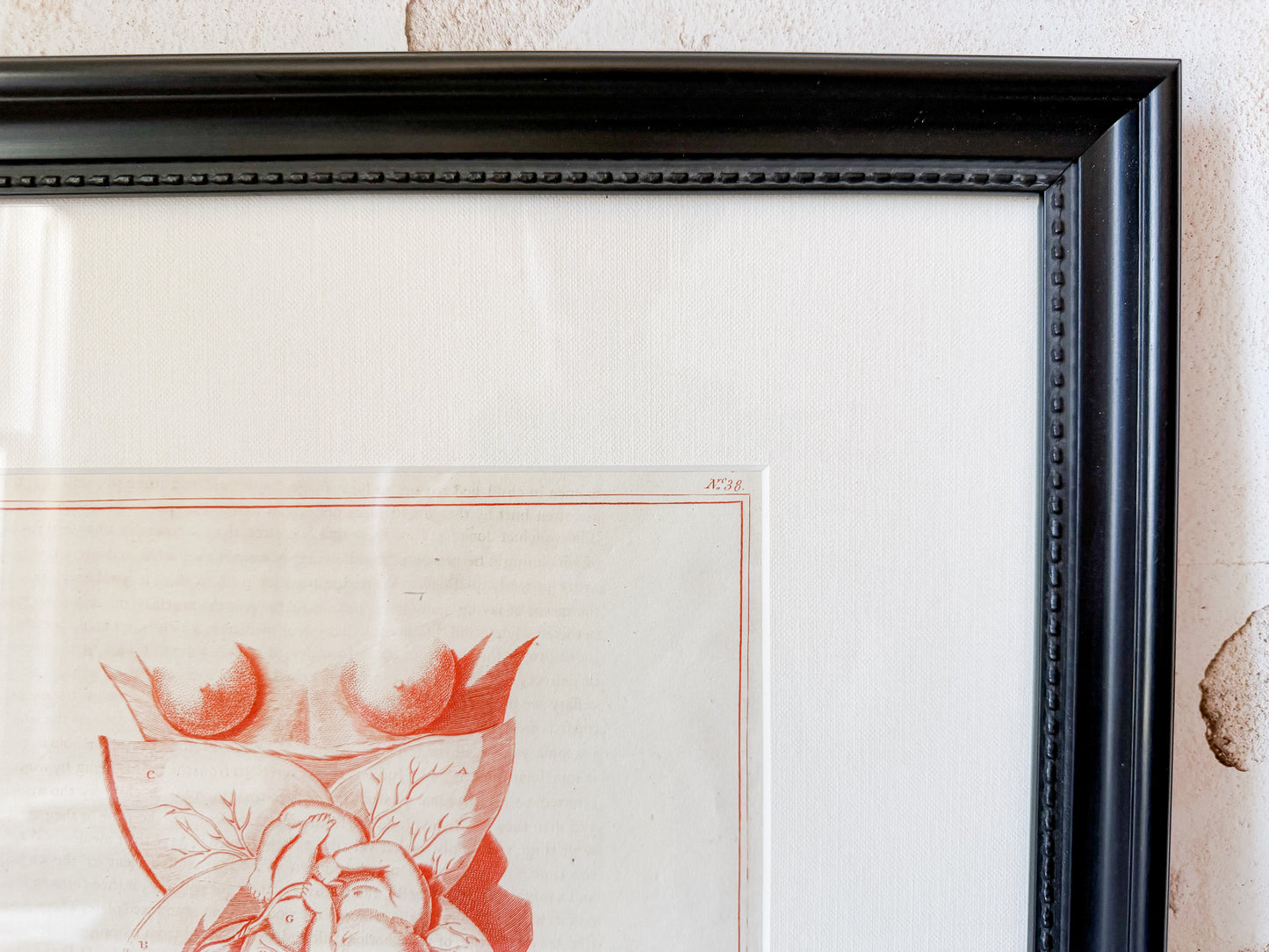 Antique Fetal Anatomy Engraving from Culpeper's English Physician, c1800 - "Position of the Child in the Womb Just Before Delivery" in Custom Frame