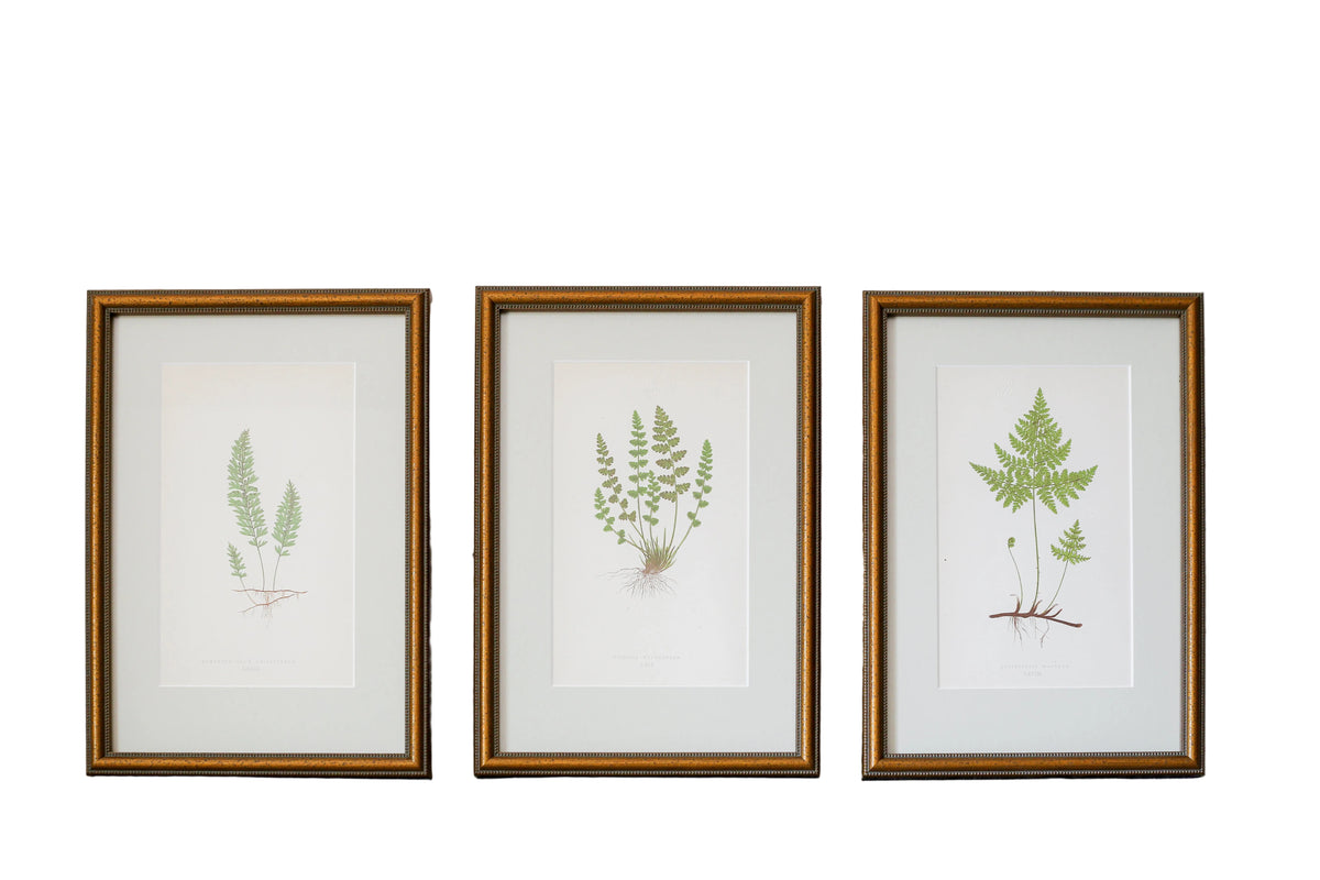 Three framed botanical art prints featuring green fern illustrations on white backgrounds, set in gold frames against a textured light beige wall.