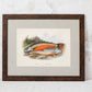 Antique Sporting Fish Bookplates (c1880) in Custom Rustic Wood Frames and Sage Green Mats