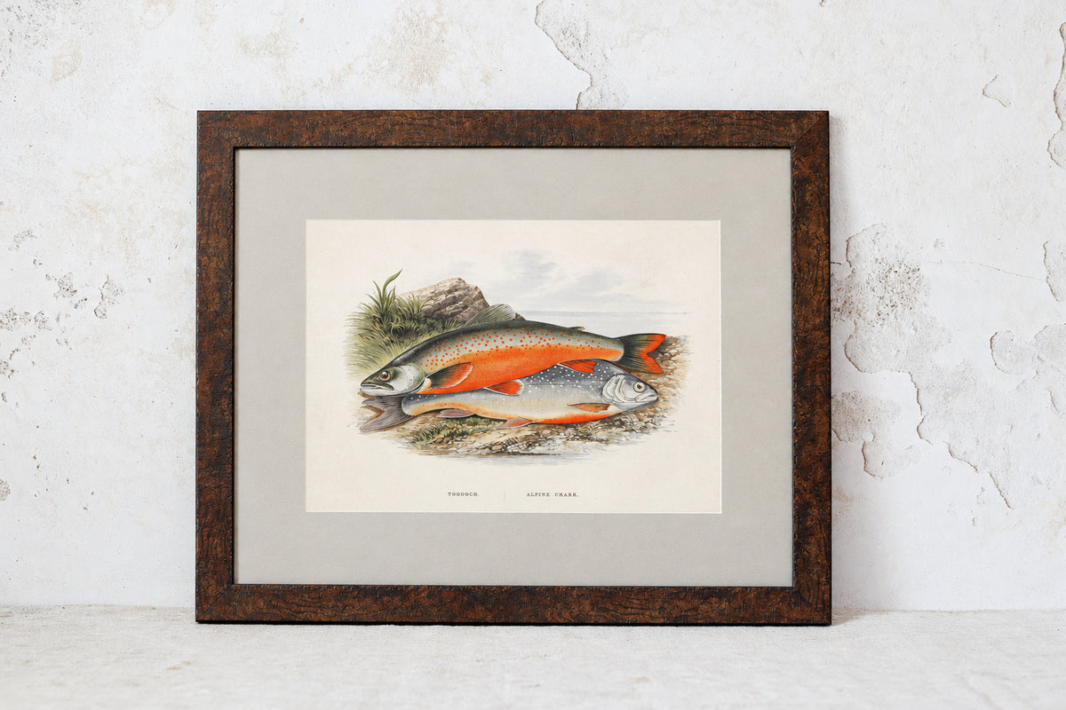 Antique Sporting Fish Bookplates (c1880) in Custom Rustic Wood Frames and Sage Green Mats