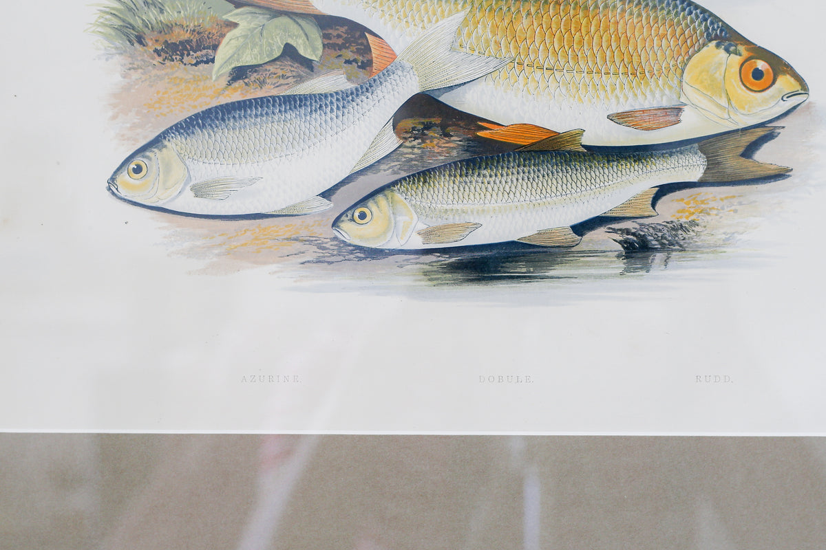Antique Sporting Fish Bookplates (c1880) in Custom Rustic Wood Frames and Sage Green Mats