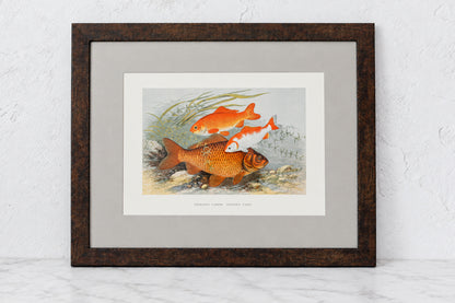 Antique Sporting Fish Bookplates (c1880) in Custom Rustic Wood Frames and Sage Green Mats