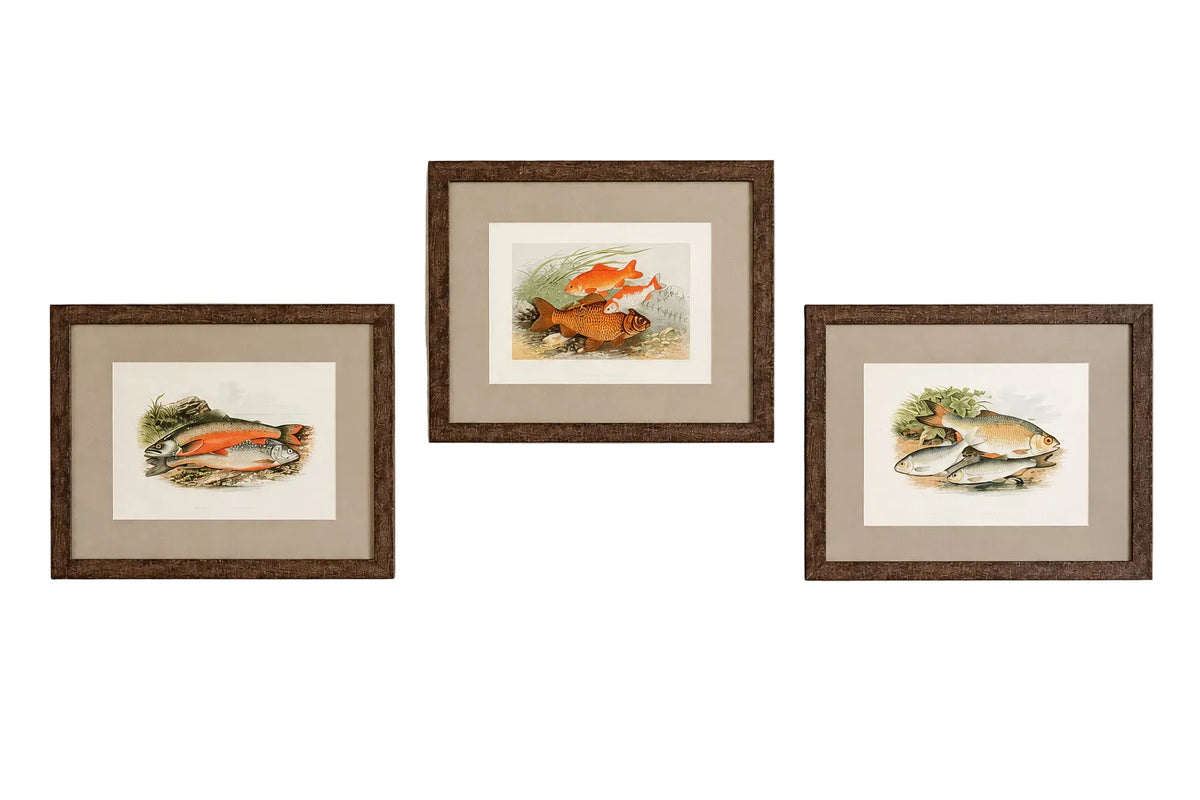 Antique Sporting Fish Bookplates (c1880) in Custom Rustic Wood Frames and Sage Green Mats