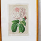 Antique English Pink Cabbage Rose Chromolithograph (c. 1868) in Custom Brushed Gold Frame