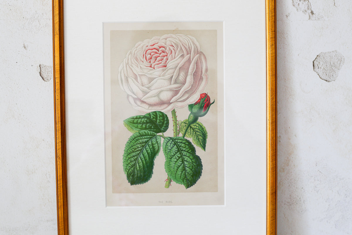 Antique English Pink Cabbage Rose Chromolithograph (c. 1868) in Custom Brushed Gold Frame