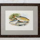 Antique Sporting Fish Bookplates (c1880) in Custom Rustic Wood Frames and Sage Green Mats
