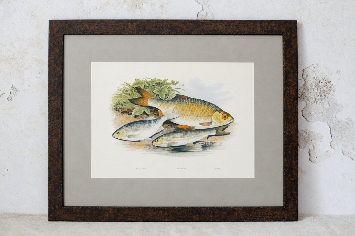 Antique Sporting Fish Bookplates (c1880) in Custom Rustic Wood Frames and Sage Green Mats