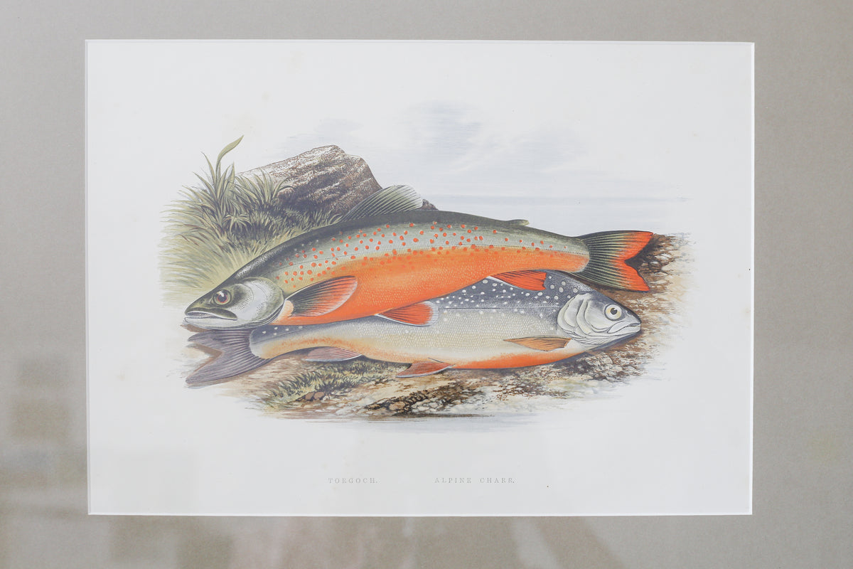 Antique Sporting Fish Bookplates (c1880) in Custom Rustic Wood Frames and Sage Green Mats