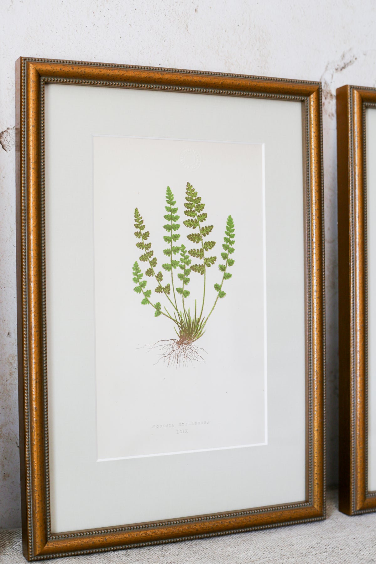 Antique Fern Bookplates (c1860) in Custom Beaded Gold Frames and Celery Green Mat