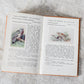 The Observer's Book of British Birds First Edition, 1937