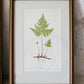 Antique Fern Bookplates (c1860) in Custom Beaded Gold Frames and Celery Green Mat