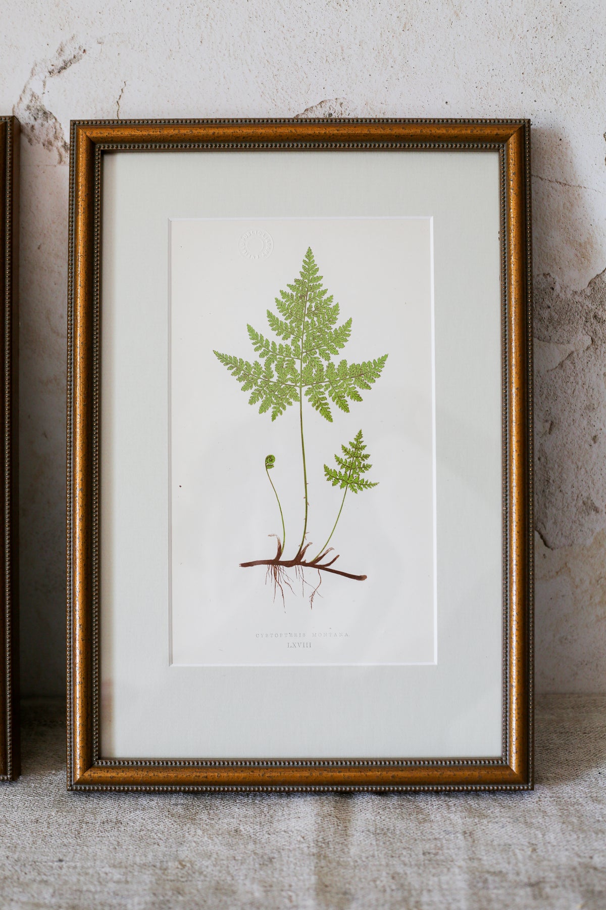 Antique Fern Bookplates (c1860) in Custom Beaded Gold Frames and Celery Green Mat