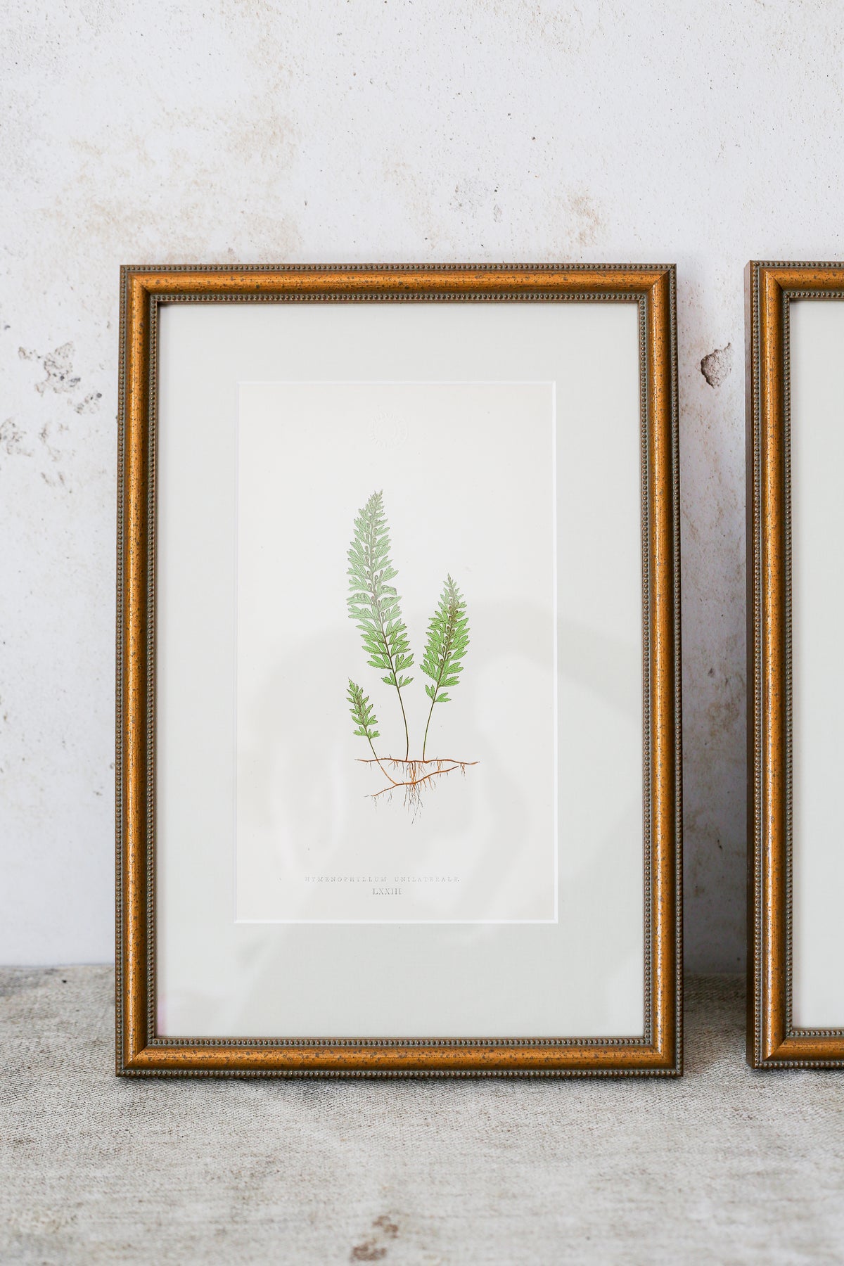 Antique Fern Bookplates (c1860) in Custom Beaded Gold Frames and Celery Green Mat