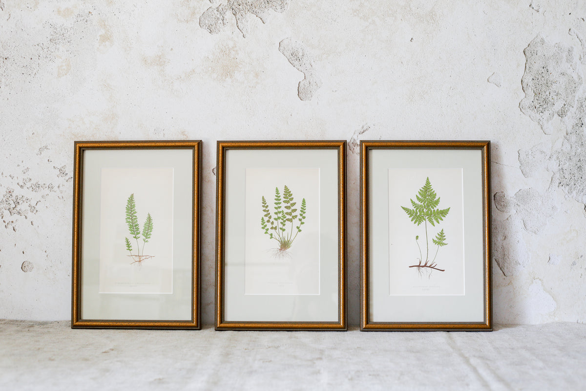 Antique Fern Bookplates (c1860) in Custom Beaded Gold Frames and Celery Green Mat