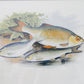 Antique Sporting Fish Bookplates (c1880) in Custom Rustic Wood Frames and Sage Green Mats