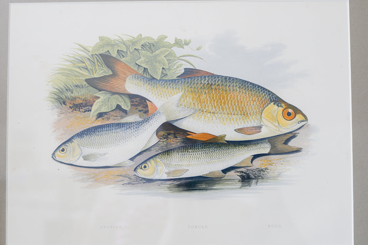 Antique Sporting Fish Bookplates (c1880) in Custom Rustic Wood Frames and Sage Green Mats
